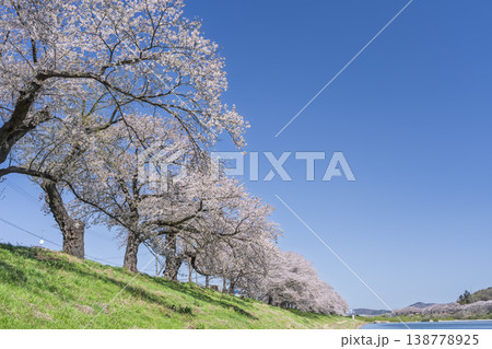 見頃の白石川堤一目千本桜 さくら並木　宮城県大河原町 138778925