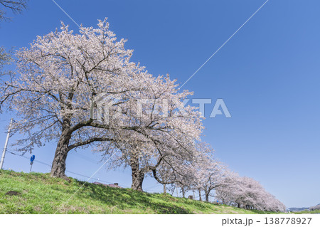 見頃の白石川堤一目千本桜 さくら並木 宮城県大河原町 見頃の白石川堤一目千本桜 さくら並木 宮城県大河原町 138778927
