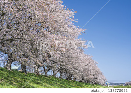 見頃の白石川堤一目千本桜 さくら並木 宮城県大河原町 見頃の白石川堤一目千本桜 さくら並木 宮城県大河原町 138778931