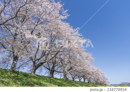 見頃の白石川堤一目千本桜 さくら並木　宮城県大河原町 138778934