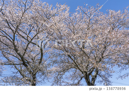 見頃の白石川堤一目千本桜 さくら並木 宮城県大河原町 見頃の白石川堤一目千本桜 さくら並木 宮城県大河原町 138778936