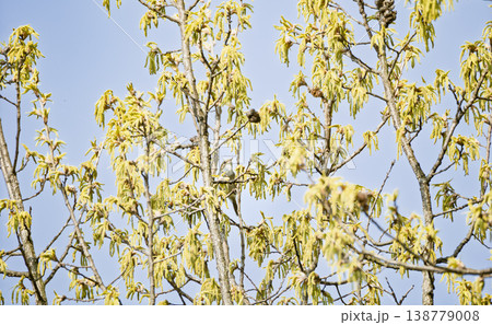 春の調べ。芽吹く枝先でさえずるウグイス 春の調べ。芽吹く枝先でさえずるウグイス 138779008