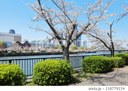 大川と桜（大阪） 138779154