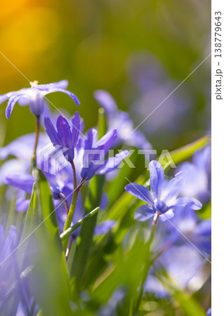 First Spring flowers in the shining sunlight, floodplain forest in early spring First Spring flowers in the shining sunlight, floodplain forest in early spring 138779643