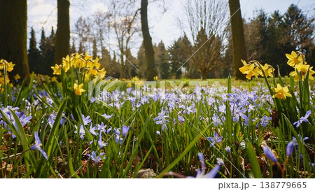 First Spring flowers in the shining sunlight, floodplain forest in early spring 138779665
