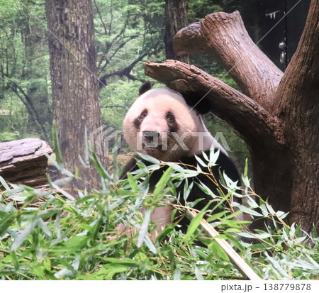 上野動物園のパンダと目線が合った写真 138779878