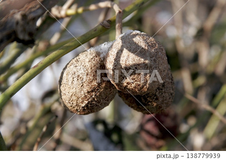 雪を被ったムベ（Stauntonia hexaphylla）の実　東北 138779939