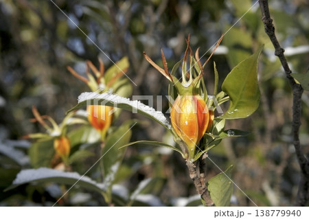 雪を被ったクチナシ(Gardenia jasminoides)の実 東北 雪を被ったクチナシ(Gardenia jasminoides)の実 東北 138779940