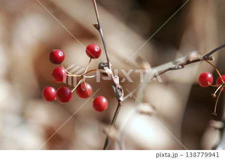 枯れ枝に実るサルトリイバラ（Smilax china）の実　東北 138779941
