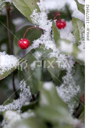 雪を被ったヤブコウジ（Ardisia japonica）の実　東北 138779942