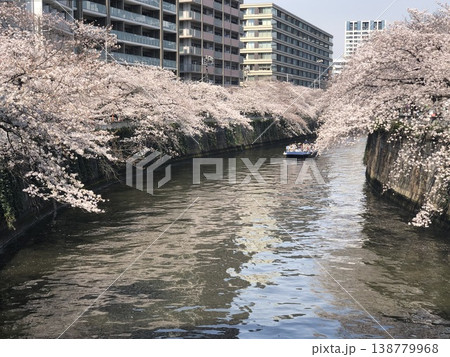 川にかかる桜 138779968