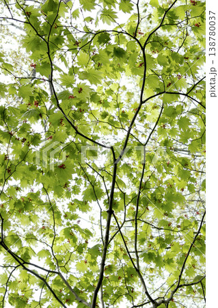 木漏れ日に輝くハウチワカエデ(Acer japonicum)の新緑 東北 木漏れ日に輝くハウチワカエデ(Acer japonicum)の新緑 東北 138780037