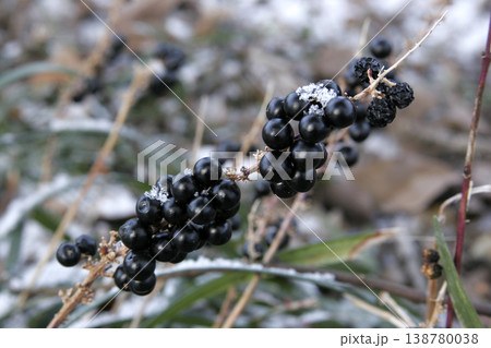 雪を被ったヤブラン（Liriope muscari）の黒い実　東北 138780038