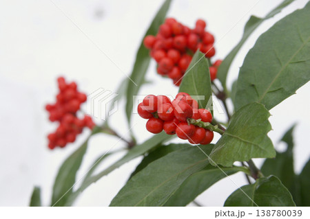 雪の日のセンリョウ(Sarcandra glabra)の赤い実 東北 雪の日のセンリョウ(Sarcandra glabra)の赤い実 東北 138780039