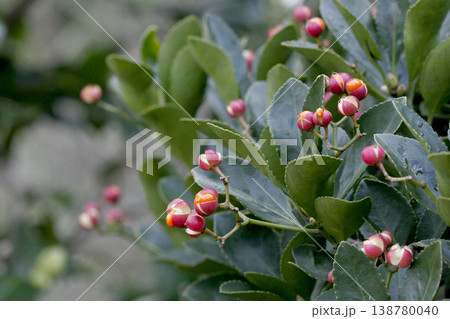 弾けるマサキ(Euonymus japonicus)の実 東北 弾けるマサキ(Euonymus japonicus)の実 東北 138780040