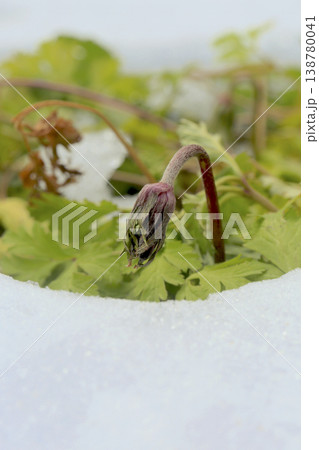 雪から顔を出したアネモネ(Anemone coronaria)の芽生え 東北 雪から顔を出したアネモネ(Anemone coronaria)の芽生え 東北 138780041