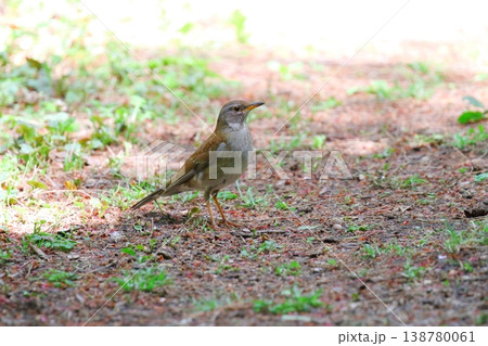 シロハラ 138780061