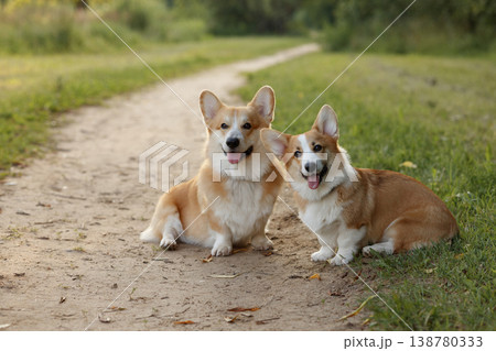 Corgis Capturing Attention. Loving Pair Of Corgis Posed Against Sunny Natural Background 138780333