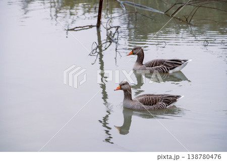 A pair of greylag goose swimming in the lake, December 2025, United Kingdom A pair of greylag goose swimming in the lake, December 2025, United Kingdom 138780476