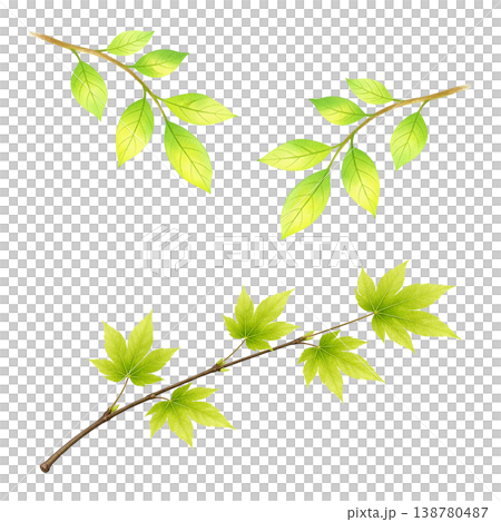 新緑の枝葉セット 水彩イラスト  138780487