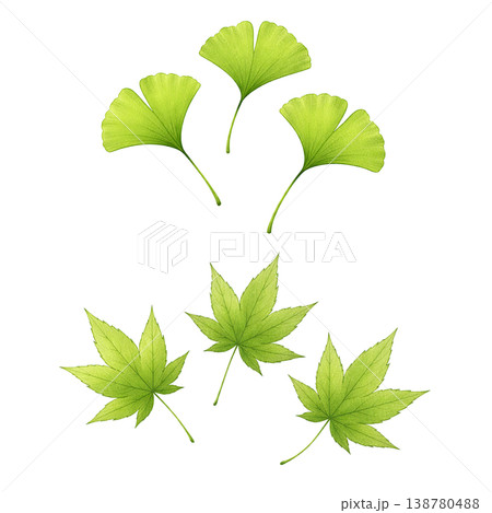 イチョウともみじの葉セット 水彩イラスト  138780488