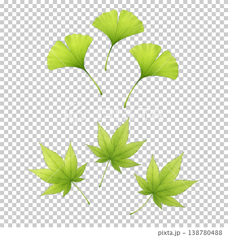イチョウともみじの葉セット 水彩イラスト  138780488