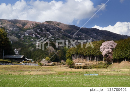 ロマンチック茨城(山の神の使いダイダラボウもこの豊かな郷の山桜を眺めて微笑んでいる事だろう。)桜川市 ロマンチック茨城(山の神の使いダイダラボウもこの豊かな郷の山桜を眺めて微笑んでいる事だろう。)桜川市 138780491