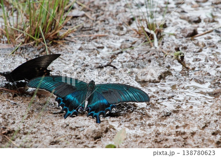 湿った地面で吸水するミヤマカラスアゲハの二頭・夏型の鮮やかな翅 138780623