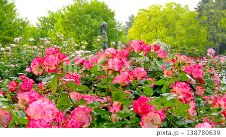 鶴舞公園の美しいバラの花 鶴舞公園の美しいバラの花 138780639