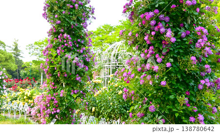 鶴舞公園の美しいバラの花 鶴舞公園の美しいバラの花 138780642