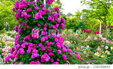 鶴舞公園の美しいバラの花 138780643