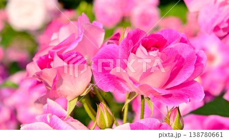 鶴舞公園の美しいバラの花 138780661