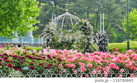 鶴舞公園の美しいバラの花 鶴舞公園の美しいバラの花 138780665