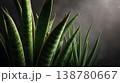 Snake plant leaves in soft natural light on textured wall background 138780667
