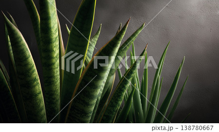 Snake plant leaves in soft natural light on textured wall background 138780667