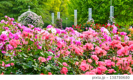 鶴舞公園の美しいバラの花 鶴舞公園の美しいバラの花 138780680
