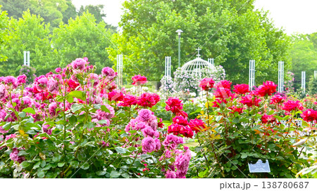 鶴舞公園の美しいバラの花 138780687