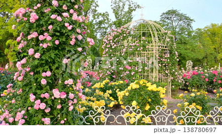 鶴舞公園の美しいバラの花 鶴舞公園の美しいバラの花 138780697