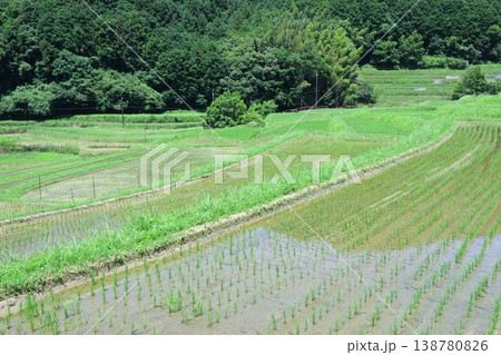 夏の美しい棚田 夏の美しい棚田 138780826