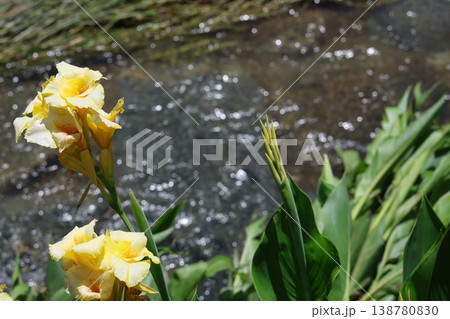 川の傍で咲く花 川の傍で咲く花 138780830