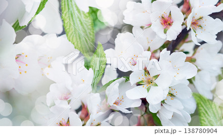 Jasmine flowers. Floral white background. Petals jasmine. Close-up. Nature. Jasmine flowers. Floral white background. Petals jasmine. Close-up. Nature. 138780904