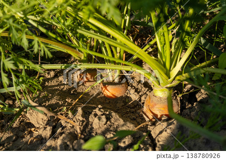 Carrots grow in rows within the field, with green tops above the soil and orange roots beneath the surface. The sun shines on the plants Carrots grow in rows within the field, with green tops above the soil and orange roots beneath the surface. The sun shines on the plants 138780926