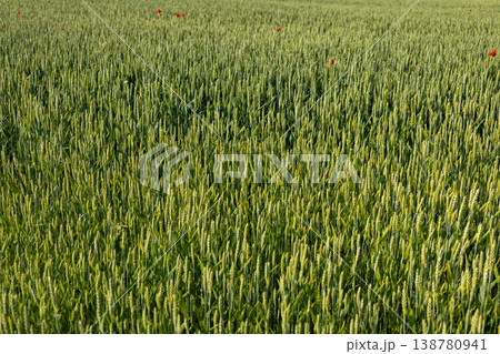 Wheat plants grow tall in a green field with bright flowers scattered throughout under a blue sky during daytime in spring Wheat plants grow tall in a green field with bright flowers scattered throughout under a blue sky during daytime in spring 138780941