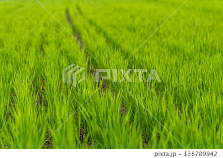 Green wheat sprouts are emerging from the soil in the field. Rows of plants show signs of growth in spring 138780942