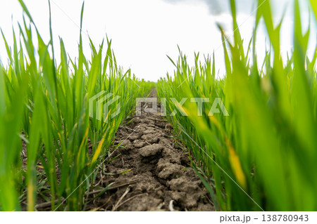 Green wheat sprouts rise from the soil in a rural field with visible cracks in the earth, showing growth during the spring season 138780943