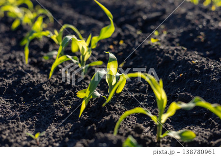 Small corn plants emerge from dark soil in a field under sunlight, showing the early stages of growth in a farming area 138780961