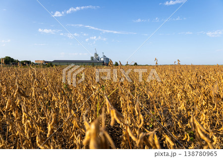 A field of yellow soybeans stands ready for harvest while a processing facility is visible in the background under a clear sky A field of yellow soybeans stands ready for harvest while a processing facility is visible in the background under a clear sky 138780965