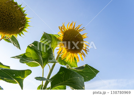 A sunflower grows in a field surrounded by green leaves and bright blue sky during the daytime 138780969