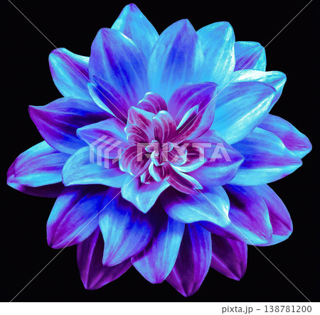 dahlia flower.  Flower isolated on the black background. No shadows with clipping path. Close-up. Nature. 138781200