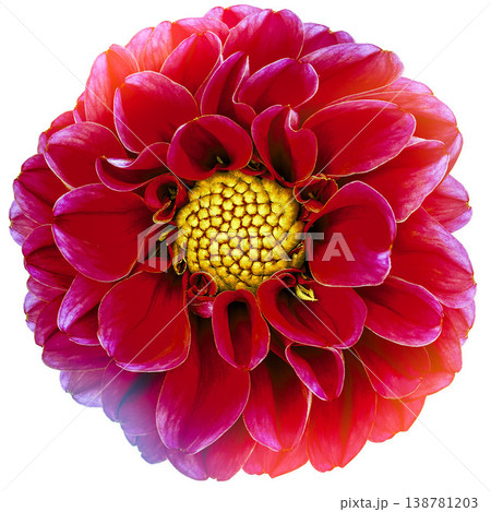 Dahlia flower  on a  white isolated background with clipping path. Closeup.  Nature.  138781203